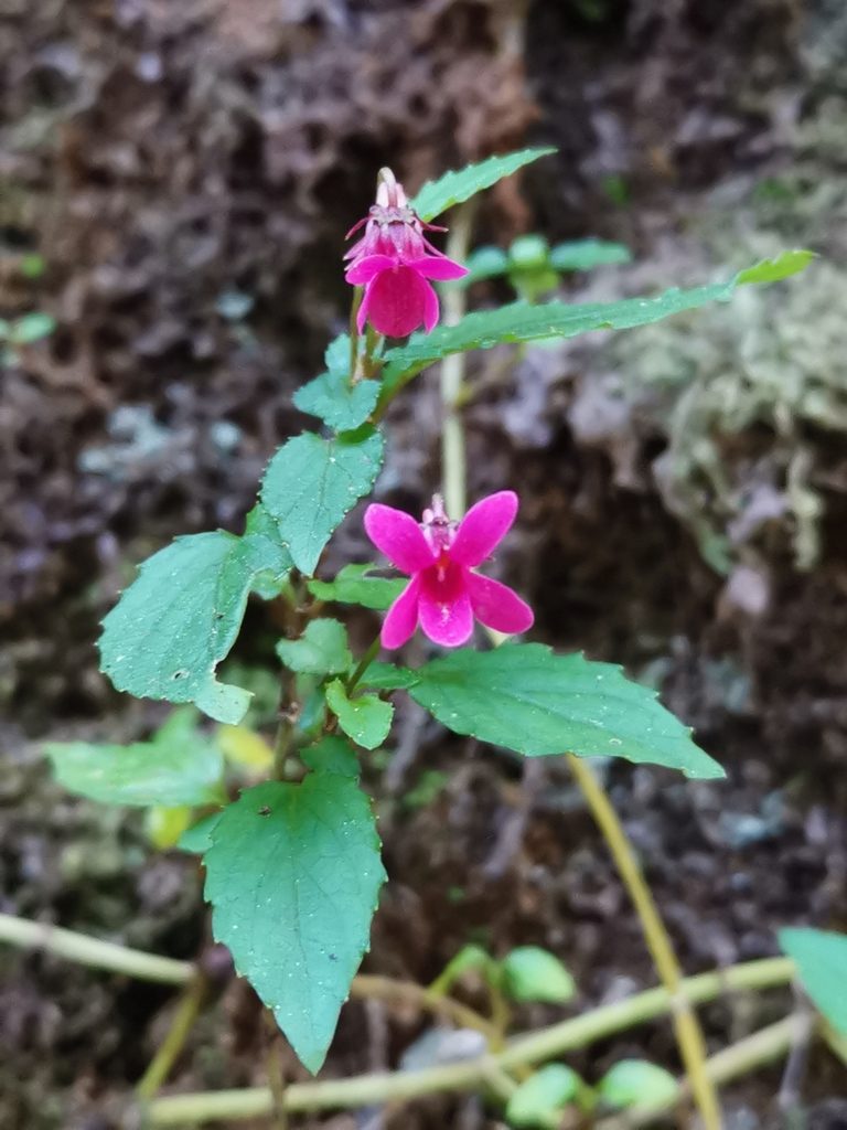 Viola rubella, photographed by Inao Vasquez
