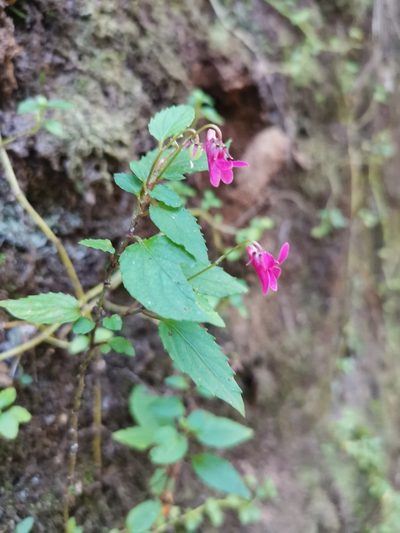 Viola rubella, photographed by Inao Vasquez