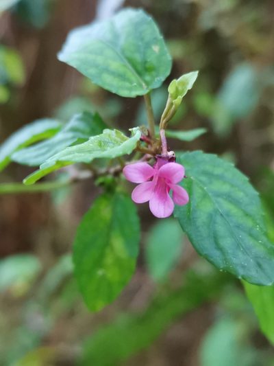 Viola rubella, photographed by Inao Vasquez