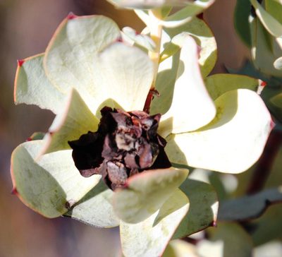 Leucadendron roodii, photographed by Tony Rebelo