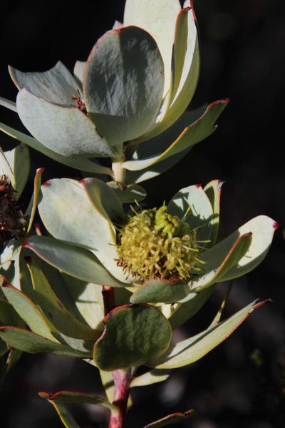 Leucadendron roodii, photographed by Tony Rebelo