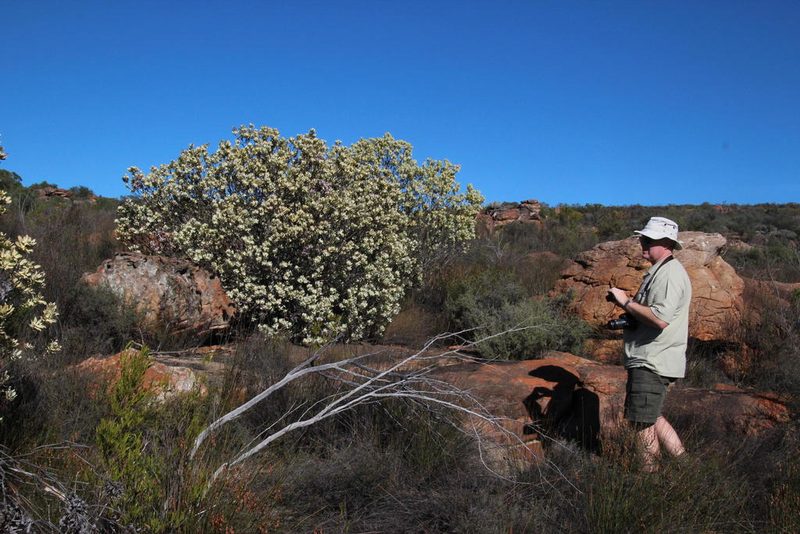 Leucadendron roodii, photographed by Tony Rebelo
