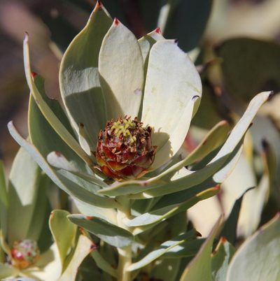 Leucadendron roodii, photographed by Tony Rebelo