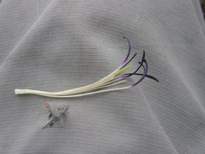Klattia partita, photographed by Klaus Wehrlin