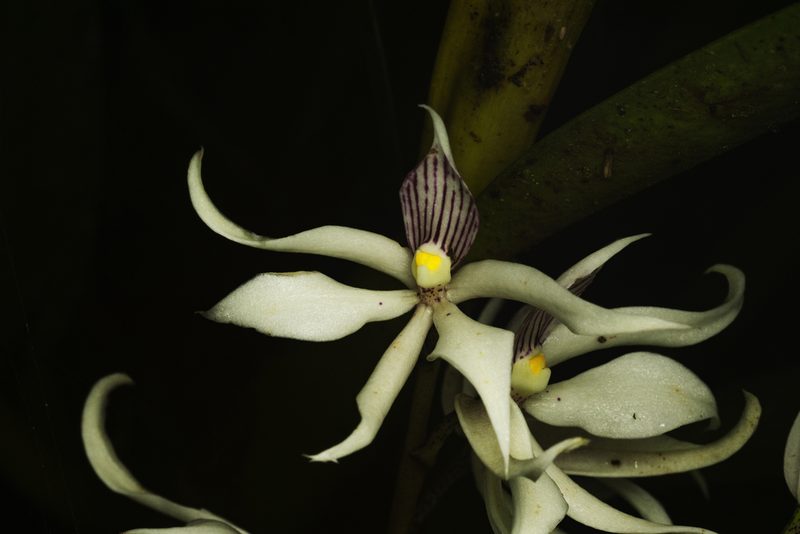 Prosthechea sima, photographed by Daniel Mesa