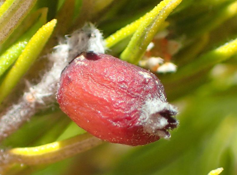 Phylica confusa, photographed by Nicola van Berkel
