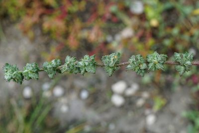 Atriplex intracontinentalis, photographed by Patrick Hacker