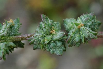 Atriplex intracontinentalis, photographed by Patrick Hacker