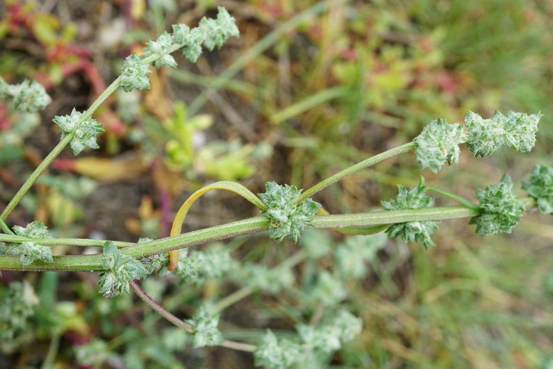 Atriplex intracontinentalis, photographed by Patrick Hacker