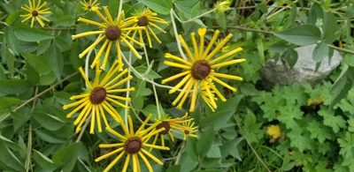Rudbeckia subtomentosa, photographed by Micki Colbeck