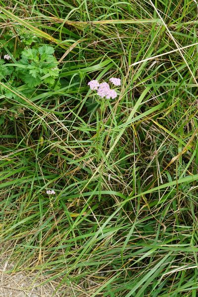 Achillea aspleniifolia, photographed by Patrick Hacker