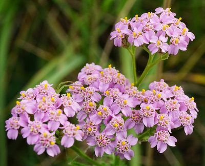 Achillea aspleniifolia, photographed by Patrick Hacker