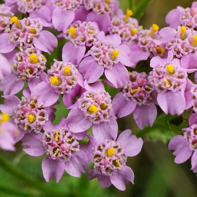 Achillea aspleniifolia, photographed by Patrick Hacker