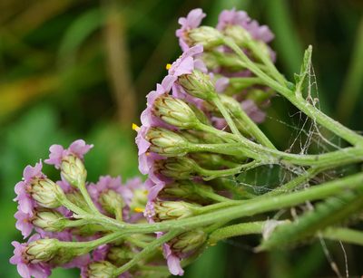 Achillea aspleniifolia, photographed by Patrick Hacker
