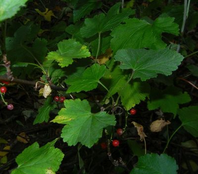 Ribes rubrum, photographed by Jon Mortin