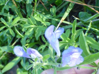 Scutellaria integrifolia, photographed by kcthetc1