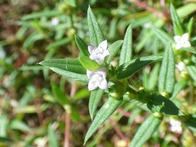 Hexasepalum teres, photographed by kcthetc1