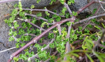 Fockea capensis, photographed by Di Turner