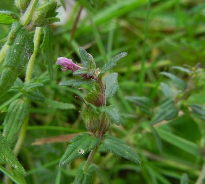 Odontites vulgaris, photographed by Jon Mortin