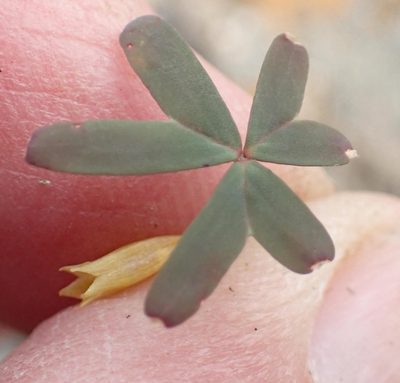 Oxalis dichotoma, photographed by Nicola van Berkel
