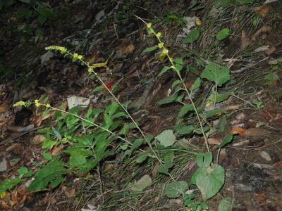 Solidago sphacelata, photographed by Michael J. Papay