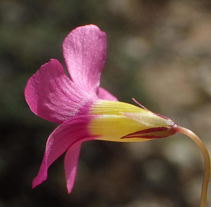 Oxalis dichotoma, photographed by Nicola van Berkel