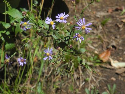 Symphyotrichum patens, photographed by Michael J. Papay