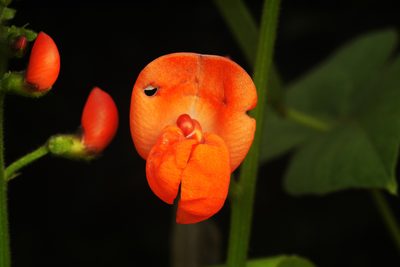 Phaseolus coccineus, photographed by Daniel Mesa