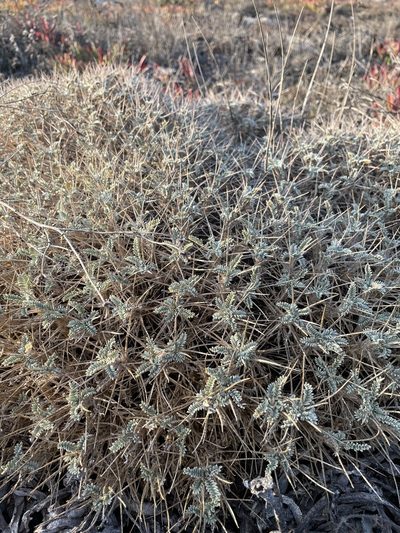 Astragalus tragacantha, photographed by Stefano Menchetti