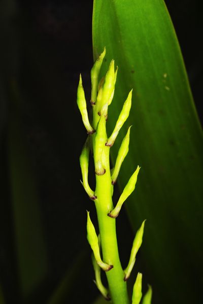 Prosthechea mejia, photographed by Daniel Mesa