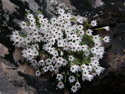 Erica galgebergensis, photographed by Klaus Wehrlin