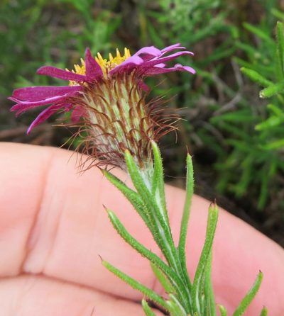 Athrixia capensis, photographed by linkie