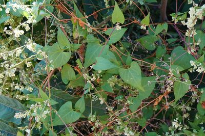Fallopia dumetorum, photographed by Patrick Hacker