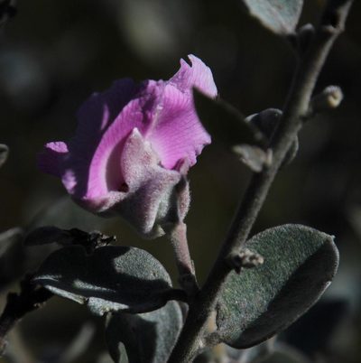 Podalyria amoena, photographed by Tony Rebelo