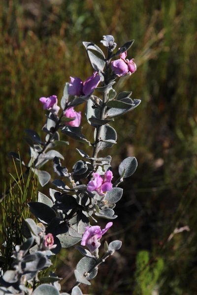 Podalyria amoena, photographed by Tony Rebelo