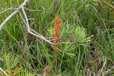 Narthecium ossifragum, photographed by Kevin Birch
