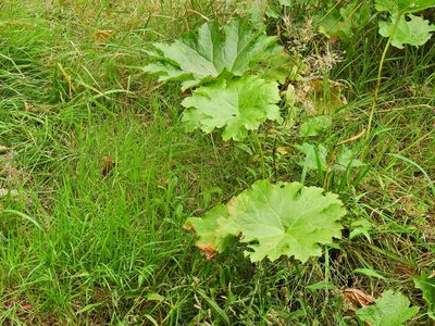 Darmera peltata, photographed by Susan Marley