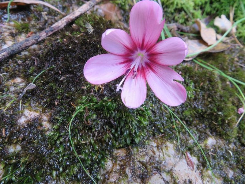 Geissorhiza callista, photographed by linkie