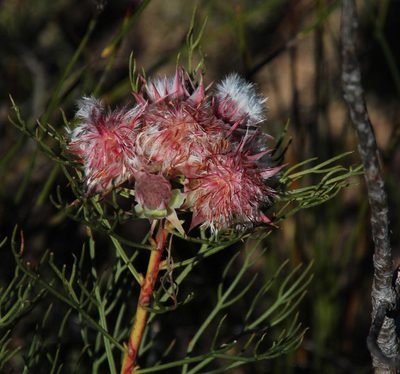Serruria rosea, photographed by Tony Rebelo