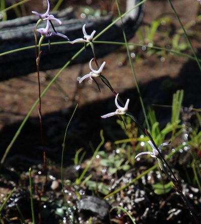 Disa biflora, photographed by Tony Rebelo