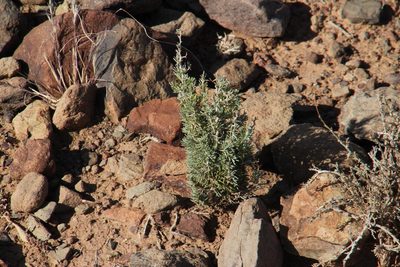Asparagus acocksii, photographed by Tony Rebelo