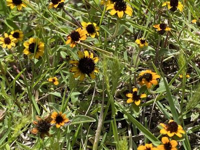 Sanvitalia procumbens, photographed by Elliott Gordon