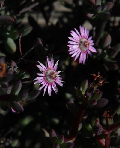 Ruschia lapidicola, photographed by Tony Rebelo