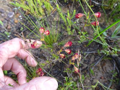 Hermannia flammea, photographed by Shaun Swanepoel