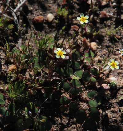 Zaluzianskya pusilla, photographed by Tony Rebelo