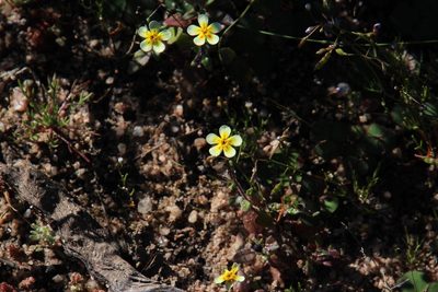 Zaluzianskya pusilla, photographed by Tony Rebelo