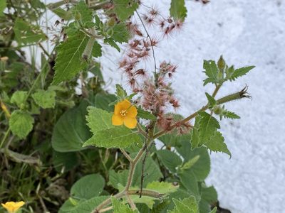 Mentzelia aspera, photographed by Elliott Gordon