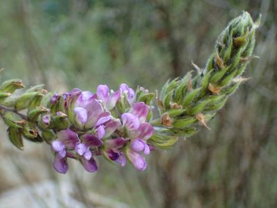 Hoita macrostachya, photographed by George Williams