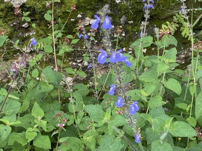 Salvia circinnata, photographed by Elliott Gordon