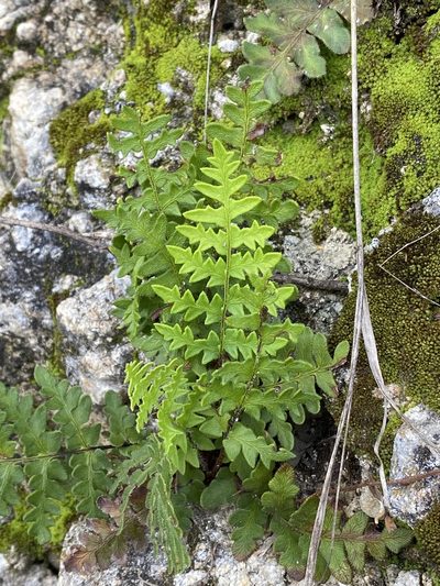 Cheiloplecton rigidum, photographed by Elliott Gordon